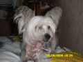 Gutiera Chinese Crested
