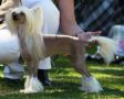 Hibacka's Marvelous Miss Marple Chinese Crested