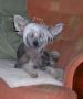 Daimond Black Chinese Crested