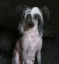 Earlylite Sunny Deligth Chinese Crested