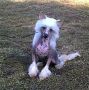 Davight's Yes I Know Chinese Crested