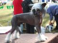 Aust Ch Wumao Guns and Roses Chinese Crested
