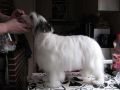 Lady's Trick Rainbow Chinese Crested