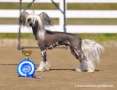 Pinky Twinky Enrique Ertico Chinese Crested