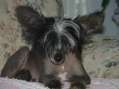 CC Paradise Sultan Of Charisma Chinese Crested