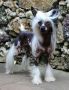 Koridawns In Your Wildest Dreams Chinese Crested