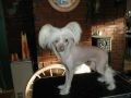 Rimabra's Cap a Pie Chinese Crested