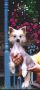 Makara's Double Image Chinese Crested
