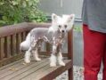 Unlimited Edition Von Shinbashi Chinese Crested