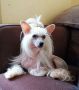 Afrodyta Summer Cherry Chinese Crested