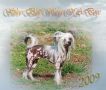 Silver Bluff Wings Of A Dove Chinese Crested