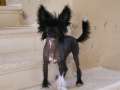 Solino's Empress Dark Moon Chinese Crested