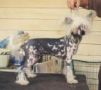 Moonswift Starship Trooper Chinese Crested