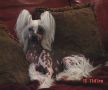 Jewels Unchained Melody AOM Chinese Crested