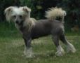 Doucai Madam The Minx Chinese Crested