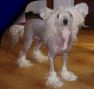 Chinese Pearl Sparkle Hope Chinese Crested
