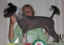 Sun-Hee's Black Panther Chinese Crested