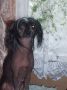 Viven Black Gold Chinese Crested