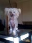 Pretty Girl from GoldHunter Angel's Chinese Crested