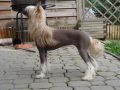 Pearl For Light Of Shin-Ra Pastoral Chinese Crested
