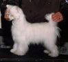 Sunberry's Lil Bit Of Zip Chinese Crested