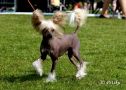 Candy Queen's Here I Go Again Chinese Crested