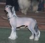 Moonswift Blue Moon  Chinese Crested