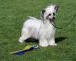 Nomilas Earthquake Chinese Crested