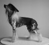Charming Checker of Candymoor Castle Chinese Crested