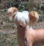 Mohawk Nice In Ice Chinese Crested