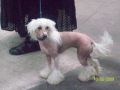 Doucai's Star Who Shines at Cazianik Chinese Crested