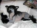 Royalgift Recall Aragorn Chinese Crested
