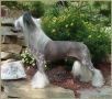 Blandora Without A Doubt Chinese Crested