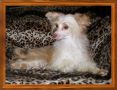 Dragonmagics Peaches N Cream Chinese Crested