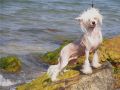 Fantastik Kashmir Paola My Dream Chinese Crested