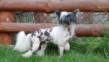 Lucky for Sweden Sub-O-Divo Chinese Crested