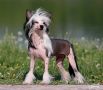 Status Imperial Jasmin for Ozi Chinese Crested