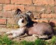 Betti Chinese Crested
