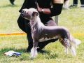Zhannel's Nice'n Easy Chinese Crested