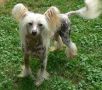 Tri-Cas Image At Camelot Chinese Crested