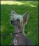 Rock On Buddy Holly O'Woodlyn Chinese Crested