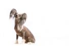 Chinacrest After Five Chinese Crested
