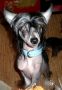 Dogland Happy Meigan Chinese Crested