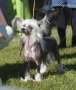 Maybell's Crazy Girl Chinese Crested