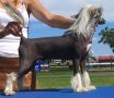 Mohawk Ghost Ryder Chinese Crested