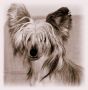 Feng-Shui Hot chocolate Chinese Crested