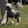 Effort Pays Off of Roxy's Pride Chinese Crested