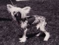 Jhanchi Mustang Sally Of Debrita Chinese Crested