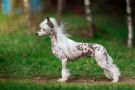 Ksolo Club Latte Chinese Crested