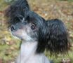 Flons Cosby Chinese Crested